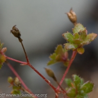 Russet-leaved Saxifrage (Micranthes ferruginea)