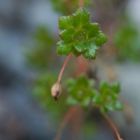 Russet-leaved Saxifrage (Micranthes ferruginea)