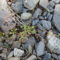 Small-leaf Montia (Montia parvifolia)