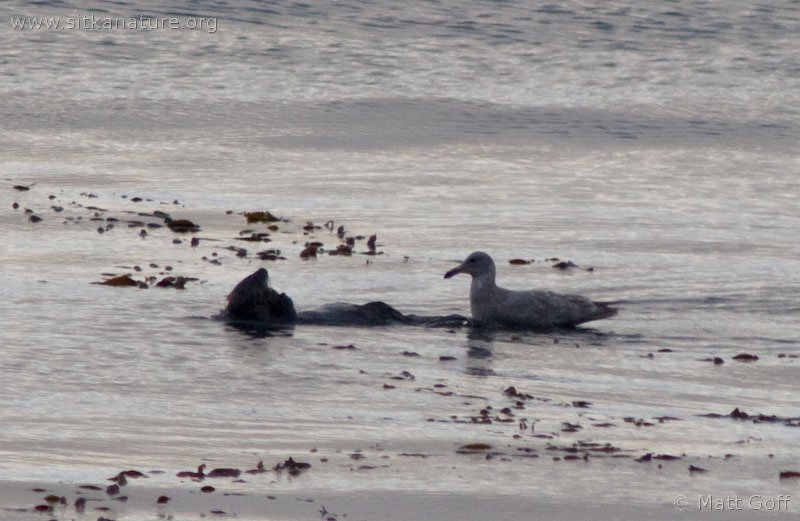 Sea Otter and Gull
