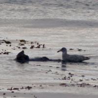 Sea Otter and Gull