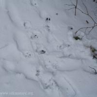 Deer Tracks and Feeding Sign