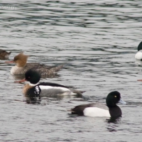 Red-breasted Mergansers and Greater Scaups