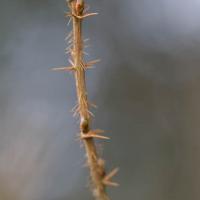 Prickly Currant (<em>Ribes lacustre</em>