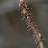 Prickly Currant (<em>Ribes lacustre</em>