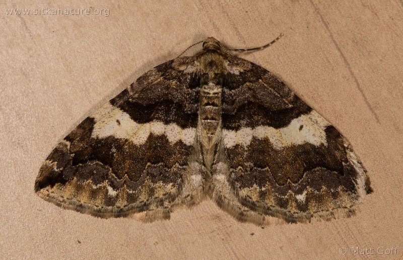 Variable Carpet Moth (Anticlea vasiliata)