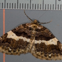 Variable Carpet Moth (Anticlea vasiliata)