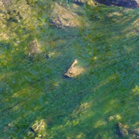 Indian River Algae