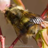 Bumblebee (Bombus sp)
