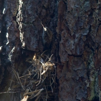 Brown Creeper (Certhia americana) Nest