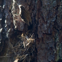 Brown Creeper (Certhia americana) Nest