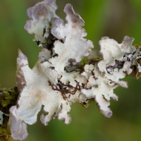 Lichen (Lobaria scrobiculata)