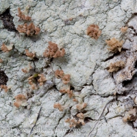 Brown Beret Lichen (Baeomyces rufus)