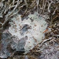 Brown Beret Lichen (Baeomyces rufus)
