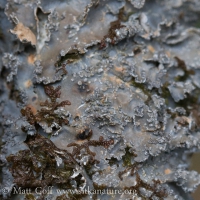 Gray Lichen (Nephroma sp?)