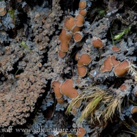 Encrusting Lichen (Potopannaria sp)