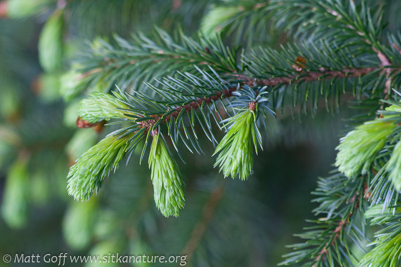 Spruce Tips (Picea sitchensis)