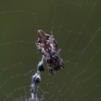 Spider (Cyclosa conica)