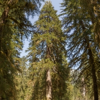 Large Spruce Tree