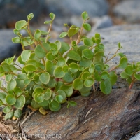 Small-leaved Montia (Montia parvifolia)