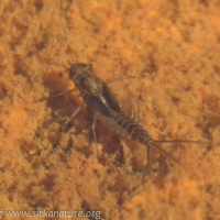 Small Mayfly Larva