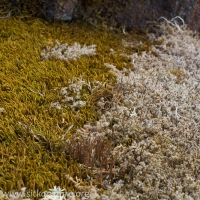 Lichens and Bryophytes