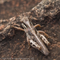 Grasshopper (Melanoplus sp)