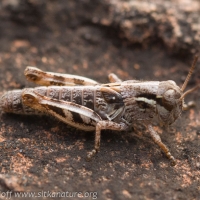 Grasshopper (Melanoplus sp)