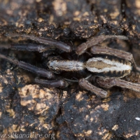 Spider (Alopecosa sp)