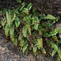 Green Spleenwort (Asplenium viride)
