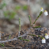 White Mountain Heather (Cassiope mertensiana)