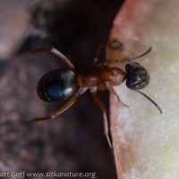 Field Ant (Forrmica sp)