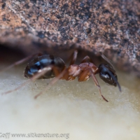 Field Ant (Forrmica sp)