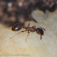 Small Ant (Leptothorax sp)