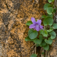 Alaska Violet (Viola langsdorfii)