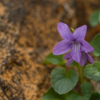 Alaska Violet (Viola langsdorfii)