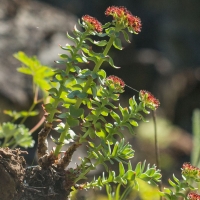 Roseroot (Rhodiola integrifolia)