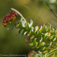 Roseroot (Rhodiola integrifolia)