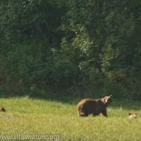 Brown Bear Sow and Cubs
