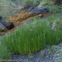 Seaside Arrowgrass (Triglochin maritima)