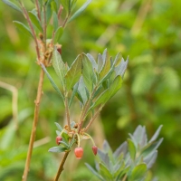 Rusty Menziesia (Menziesia ferruginea)
