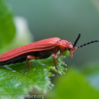 Red Netwinged Beetle (Punicealis hamata)