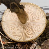 Mushroom (Agrocybe sp)