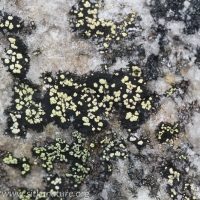 Map Lichen (Rhizocarpon geographicum)