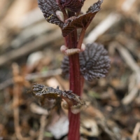 Nettles Sprouts (Urtica dioica)