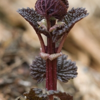 Nettles Sprouts (Urtica dioica)
