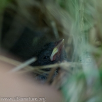 Lincoln's Sparrow Nestling