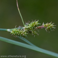 Unidentified Carex