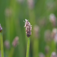 Common Spikerush (Eleocharis palustris)