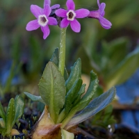 Arctic Primrose  (Primula eximia)